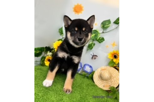 成約済の北海道の柴犬-253341の6枚目